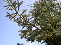 vignette Picea abies 'Acrocona', pica