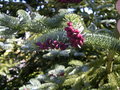 vignette Picea abies 'Acrocona', pica