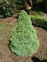 vignette Picea glauca 'Blue Wonder', pica nain bleu