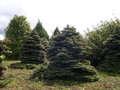 vignette Picea pungens 'Glauca Globosa', pica nain bleu