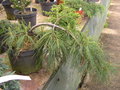 vignette Pinus strobus 'Pendula', pin de Weymouth pleureur nain