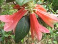 vignette Rhododendron cinnabarinum revlon au 27 04 09