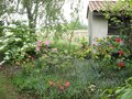 vignette Rhododendrons auprs du cabanon au 27 04 09