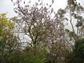 vignette Paulownia imperialis au 27 04 09