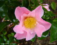 vignette Camlia ' TIPTOE ' camellia hybride williamsii
