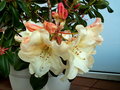 vignette Rhododendron Monarch