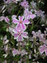 vignette Phlox subulata