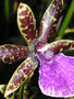 vignette Pucerons sur orchide