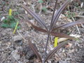 vignette Polygonatum kingianum