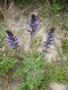 vignette Salvia pratensis - Sauge des prs