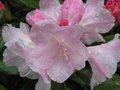 vignette Rhododendron yakushimanum silver lady gros plan au 28 04 09
