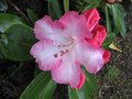 vignette Rhododendron point defiance et ses enormes fleurons au 28 04 09