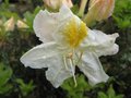 vignette Rhododendron Mount Rainier trs parfum au 28 04 09