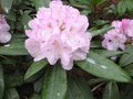 vignette Rhododendron beauty of littleworth