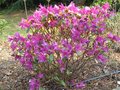 vignette Rhododendron concinum pseudohyantinum