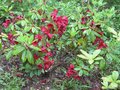 vignette Rhododendron sanguineum impy