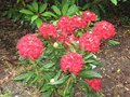 vignette Rhododendron leo