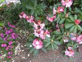 vignette Rhododendron point defiance et azale japonica chelsonii