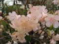 vignette Rhododendron cinnabarinum alison johnstone  2009
