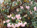 vignette Rhododendron cinnabarinum alison johnstone remontant en novembre 2008