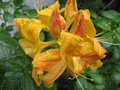 vignette Rhododendron annabella trs parfum au 25 04 09