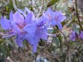 vignette Rhododendron augustinii Hilliers dark form  mars 09