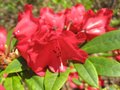 vignette Rhododendron Blitz au 26 04 09