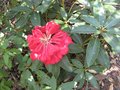 vignette Rhododendron Halfdan lem fin avril 09