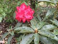 vignette Rhododendron Halfdan lem fin avril 09
