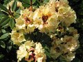 vignette Rhododendron Invitation au 24 04 09