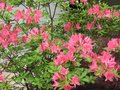 vignette Rhododendron jolie madame trs parfum au 25 04 09