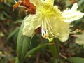 vignette Rhododendron lutescens gros plan 2009