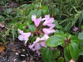 vignette Rhododendron Williamsianum Roots Barrett au 25 04 09