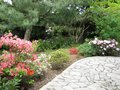 vignette Rhododendrons terrasse nord