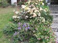 vignette Rhododendrons escalier nord blue tit  invitation  cinnabarinum alison johnstone