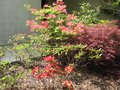 vignette Rhododendrons et acers terrasse nord