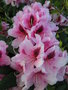 vignette Rhododendron 'Mrs G. W. Leak'