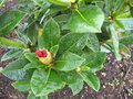 vignette rhododendron hybride red jack