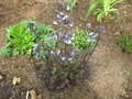 vignette polemonium yezoense bressingham purple polbress