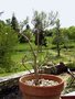 vignette Crassula sarcocaulis ssp. rupicola