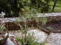 vignette Crassula sarcocaulis ssp.rupicola