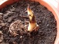vignette bananier petite naine (1) juste planté