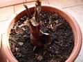 vignette plant de bananier petite naine(2)