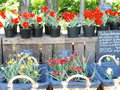 vignette tulipe botanique