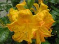 vignette Rhododendron annabella trs parfum au 29 04 09