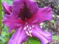 vignette Rhododendron Purple splendour au 29 avril 2009