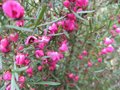 vignette Boronia heterophylla gros plan au 29 04 09