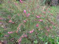 vignette Boronia heterophylla au 29 04 09