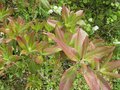 vignette Rhododendron augustinii electra feuillage au 29 04 09