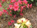 vignette Azale japonica grandes fleurs simples rouges et rhodo nancy Evans au 29 04 09